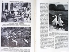 Listing image for THE PARADISE OF THE TASMAN SEA : A PACIFIC ISLAND PROVIDES THE PALMS WHICH DECOR