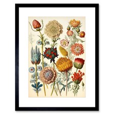 Listing image for Vintage Botanical Haeckel Inspired Plant Study Framed Art Print Picture 12X16