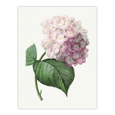 Listing image for Hydrangea Botanical Illustration Redoute Vintage Wall Art Print Poster