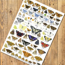 Listing image for British Butterflies Art Prints, Posters, Nature Identification Wildlife Charts