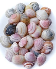 Listing image for Craft Sea Shells Small Sturdy Natural Sea Shell Colourful Event Decoration 100+