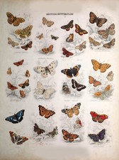 Listing image for British Butterfly Poster A3 A4 Vintage Insect Wall Art Nature Print Decor #2