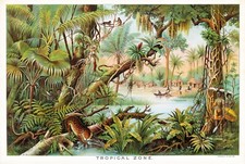 Listing image for tropical rainforest vintage art illustration landscape art print poster