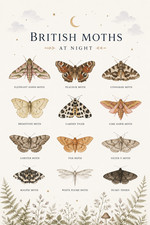 Listing image for British Moths at Night Nature Identification Poster Print Framed Canvas Wall Art