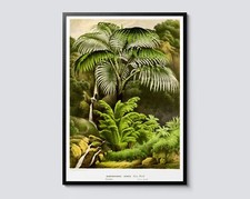 Listing image for Acanthophoenix Crinita Vintage Print, Botanical Jungle Wall Art, Palm Tree