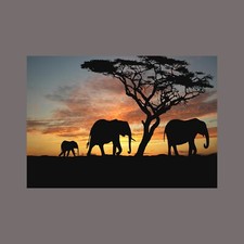 Listing image for Canvas Picture Framed Art Elephants Sunset African Animal Wall Hanging Prints