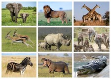 Listing image for AFRICAN WILDLIFE POSTER - LOTS OF SIZES - FRAMED & LAMINATED OPTION a ANIMALS