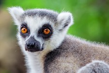 Listing image for Home Wall Art Print Poster - Animals Wildlife Photo - LEMUR -A4,A3,A2,A1