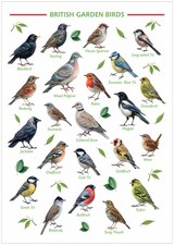 Listing image for A3 British Garden Birds Identification Chart Wildlife Poster A3 Unframed