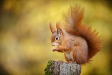 Listing image for Home Wall Art Print Poster - Animals Wildlife Photo - RED SQUIRREL - A4,A3,A2,A1