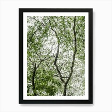 Listing image for Rainforest in Africa Art Print Framed Wall Art Poster Canvas Print Picture