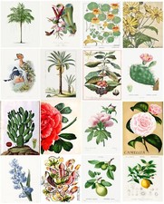 Listing image for Botanical VINTAGE print Tree Fruits Vegetable Birds illustration poster Picture